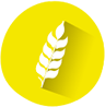 gluten